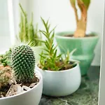 Maison Rebelle * Ostende